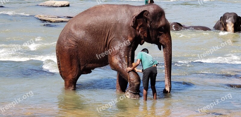 Elephants Bathing Sri Lanka Free Photos