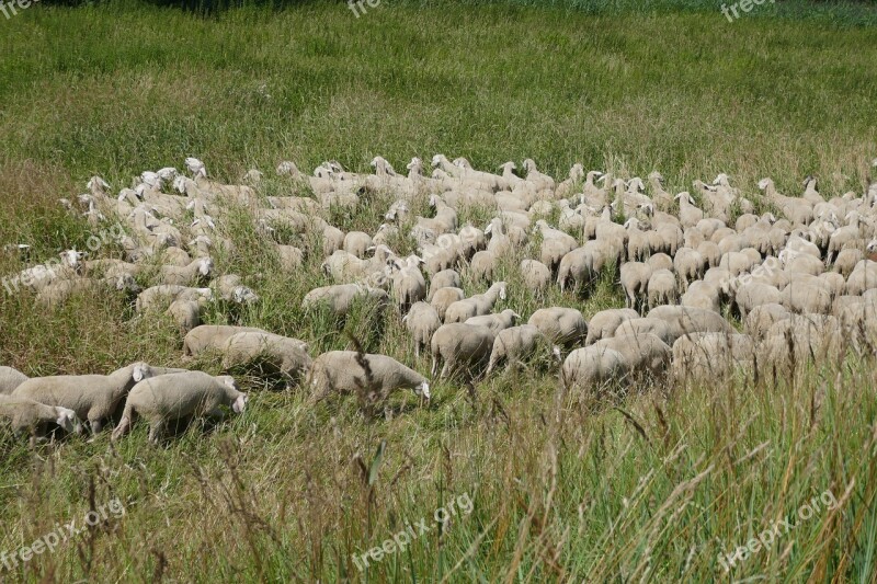 Flock Of Sheep Grass Meadow Sheep Animal