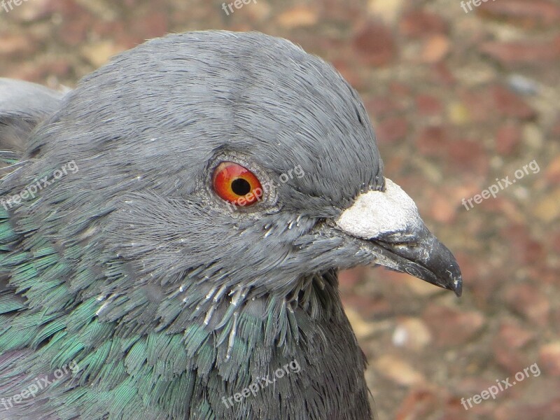 Honey Dove Bird Feather Pigeons