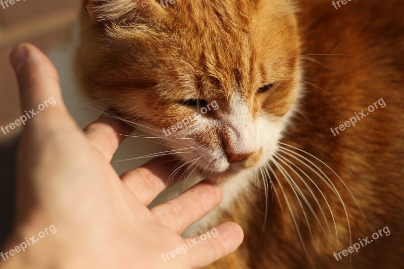 Cat Red Head Cute Attention Portrait