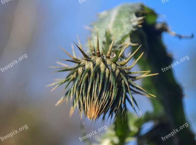 Odkvitnutie Flower Macro Nature The Sky