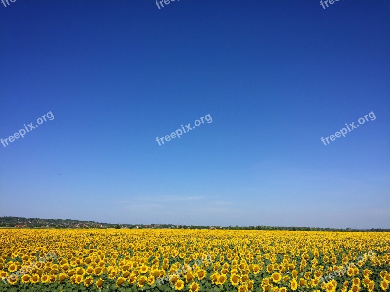 Sunflower Crop Yellow Plant Plants