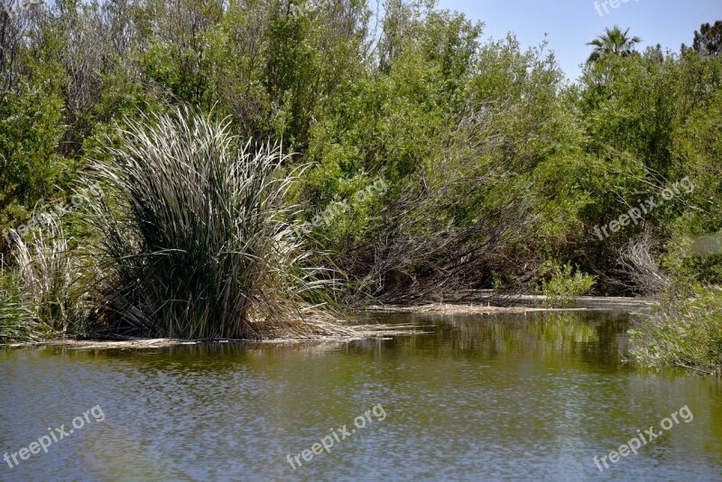 Green Pond Pond Lake Body Of Water Grassland