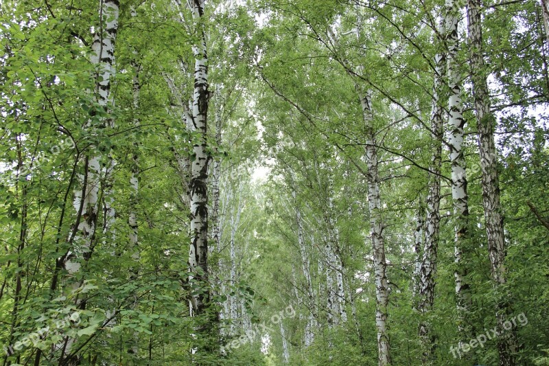 Summer Birch Nature Trees Tree Trunks