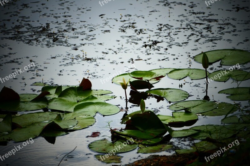 Water Lily Lilies Flower Pads