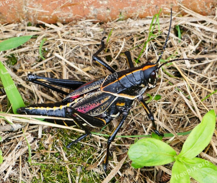 Grasshopper Black Nature Insect Animal