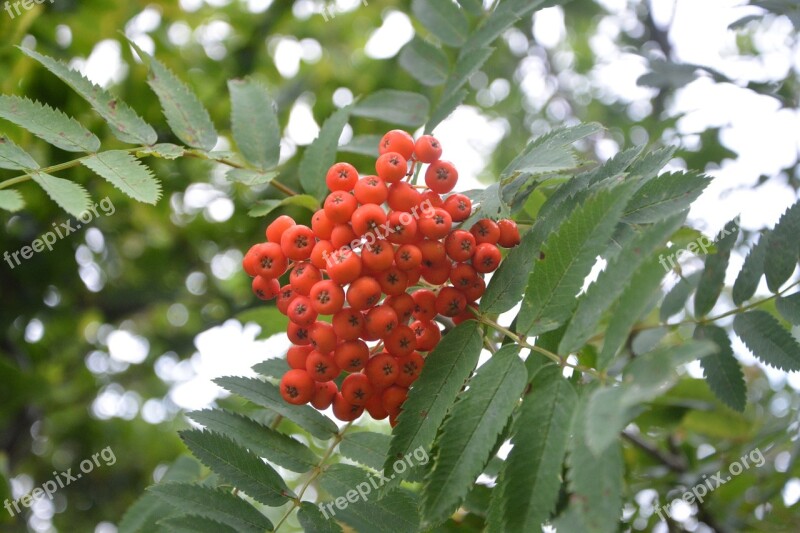 Red Berries Shrub Nature Fruit Garden