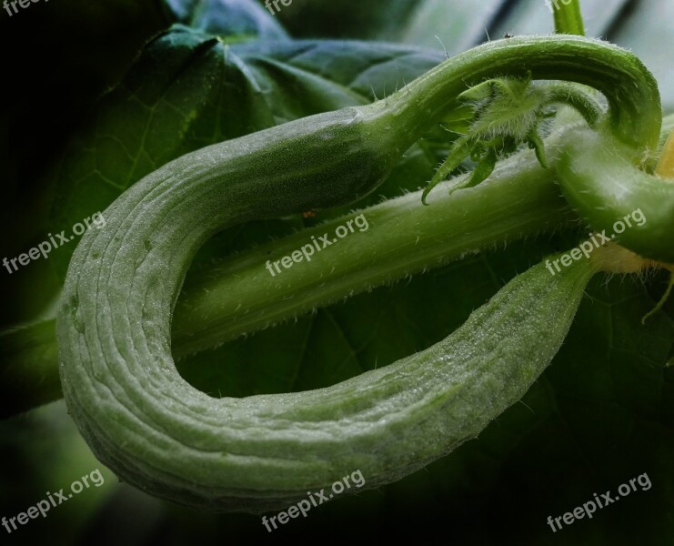 Cucumber Snake Pickle Crooked Bent Fruit Set