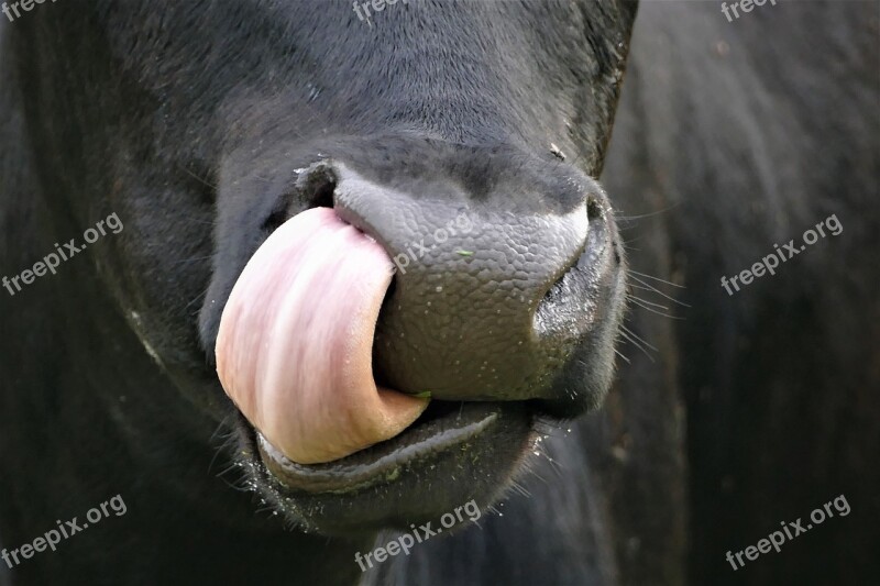 Cow Tongue Nose Cattle Nostrils