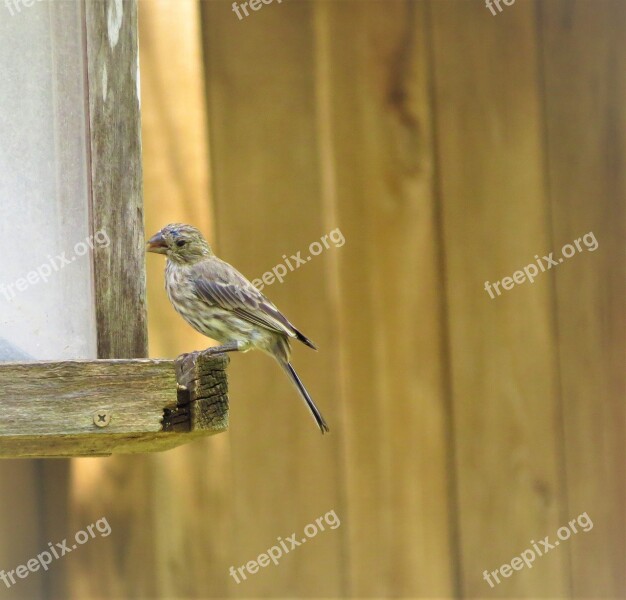 Bird Brown And Tan Wildlife Free Photos