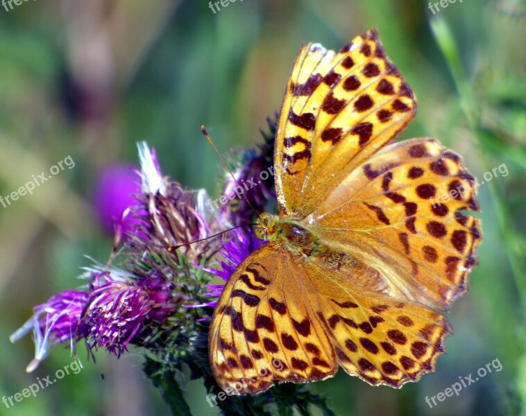 Butterfly Flower Nature Insect Summer