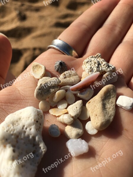 Shells Beach Sea Sand Summer