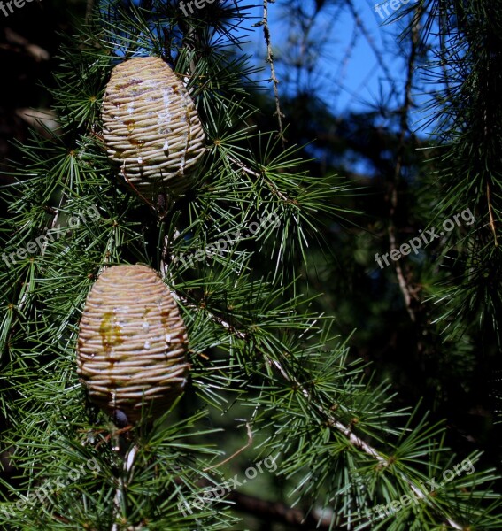 Evergreen Tree Cone Pine Cone Nature