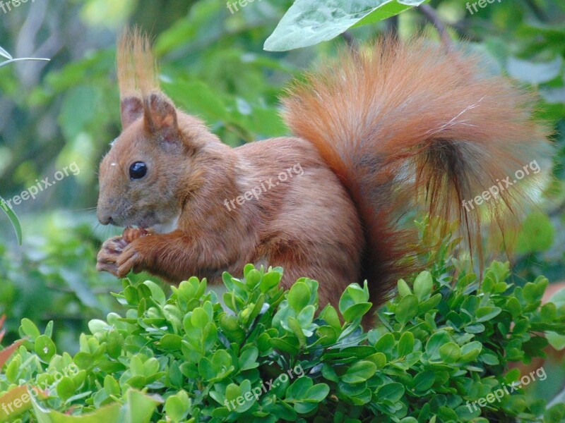 Eichkater Squirrel Balcony Buxbaum Food