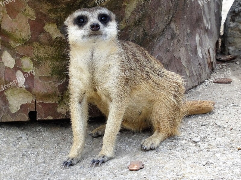 Meerkat Zoo Sahara Desert Animal