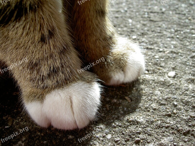 Cat Feet Foot Cat's Paw Paws