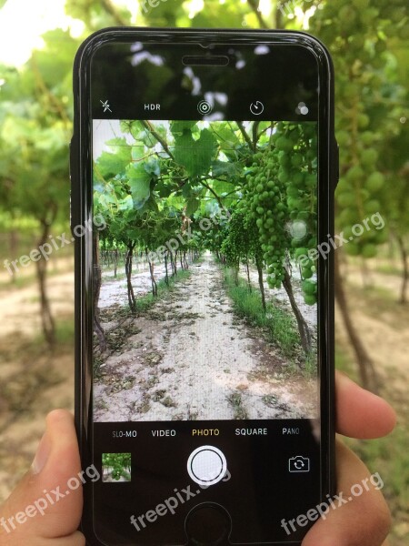 Grape Iphone Camera Farm Farms Green