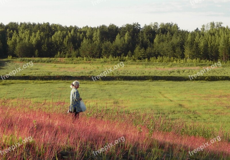 Field Sky Woman Summer People