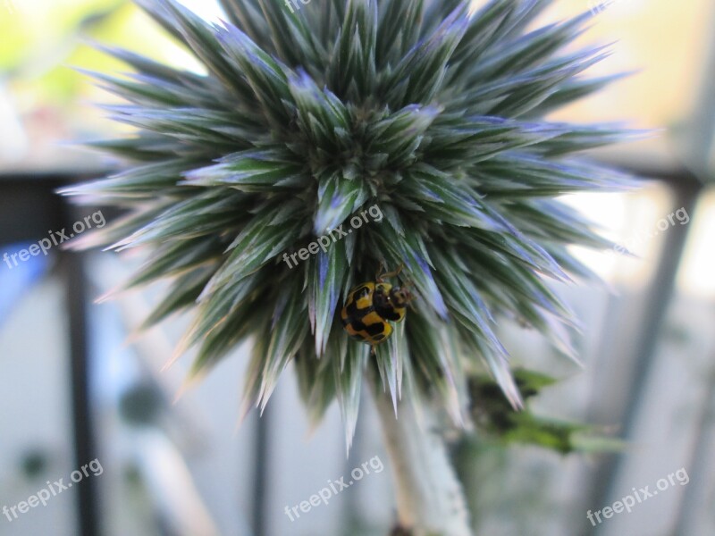 Beetle Yellow Black Gulsvart Insects