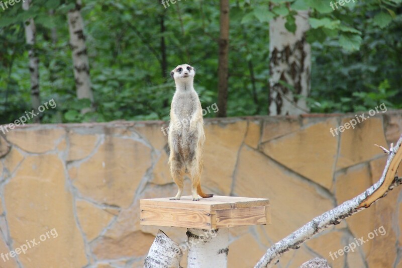 Meerkat Zoo Living Nature Beast The Leader