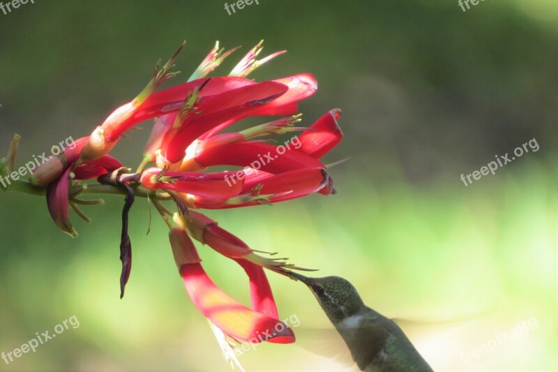 Flower Red Hummingbird In Flight Feeding