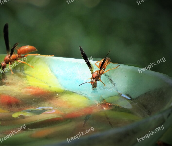 Bird Bath Colorful Reflections Red Wasps Free Photos