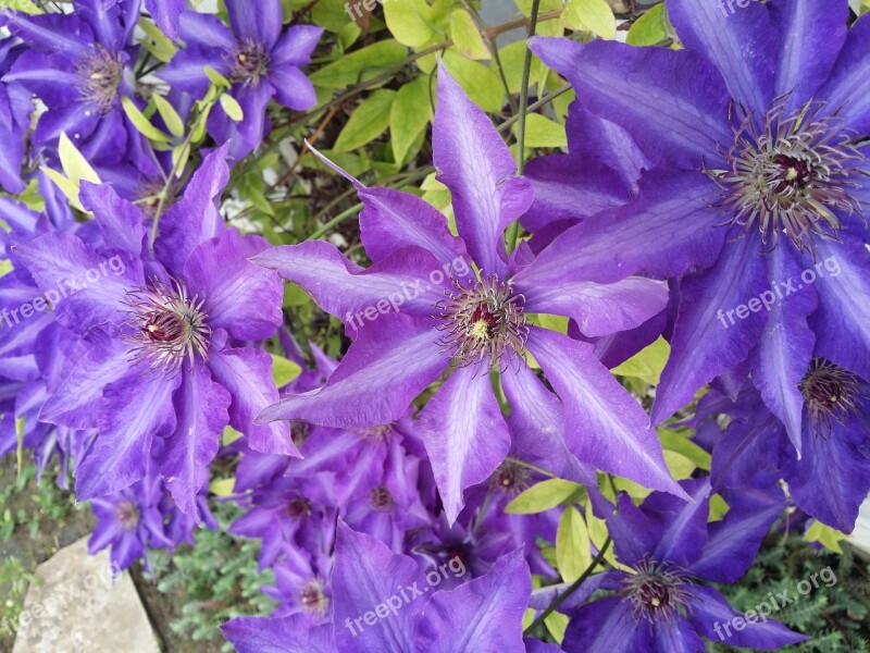 Clematis Flowers Climber Plant Flower Light Purple