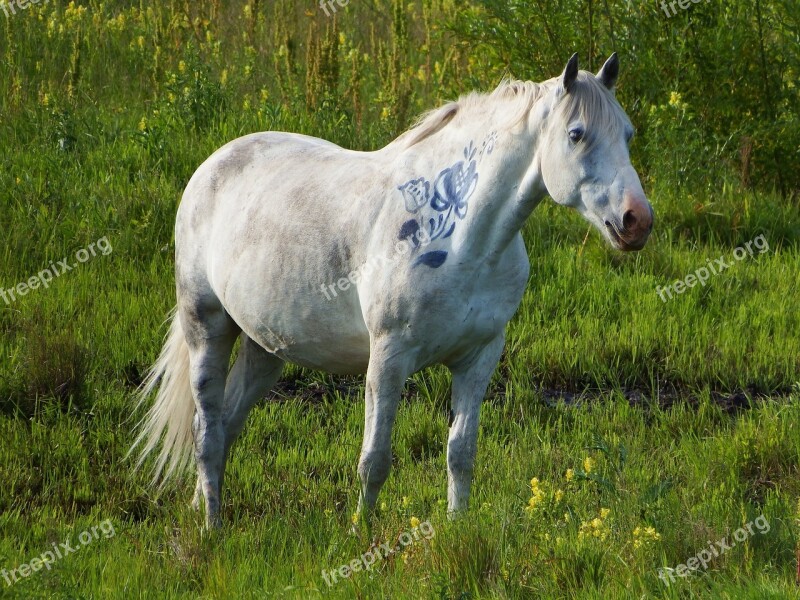 Horse Horses Stallion Mare Summer