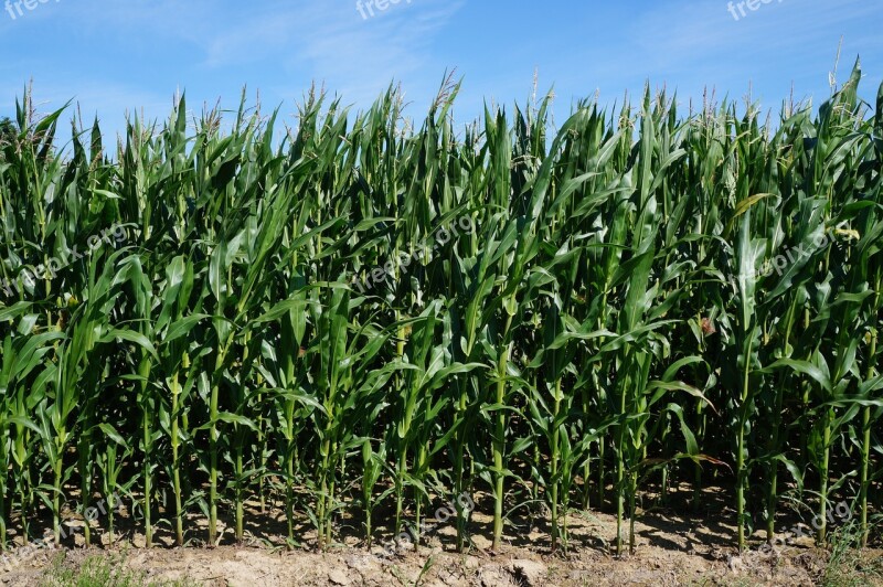 Corn Green Nature Cornfield Field