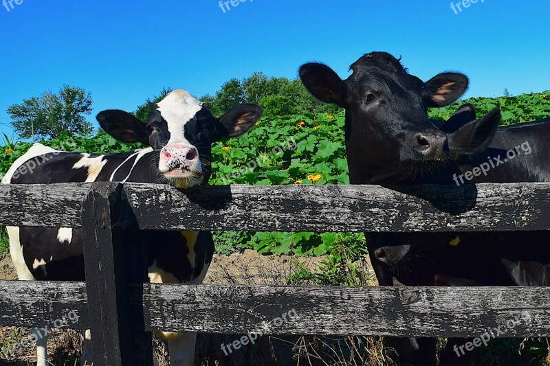 Cows Fence Looking Farm Holstein