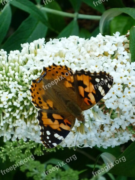 Butterfly Fritillary Days Butterfly Nature Butterfly Bush