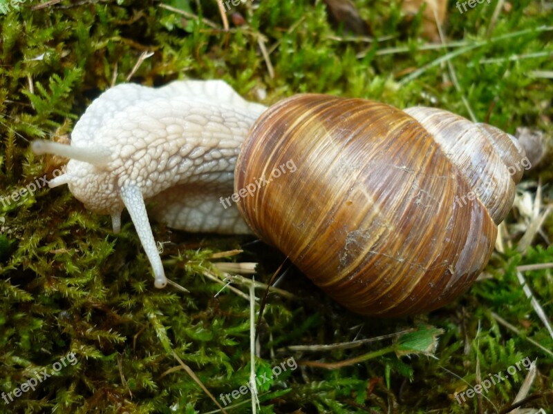 Animal Snail Housing-auger Brown Damp