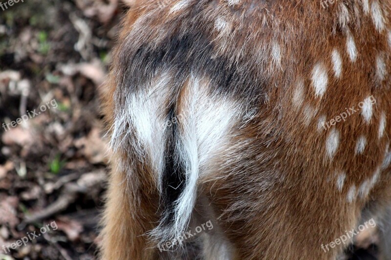 Spotted Deer Cervus Nippon Doe Ovis Nature