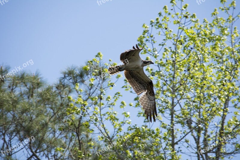 Osprey Eagle Raptor Bird Predator