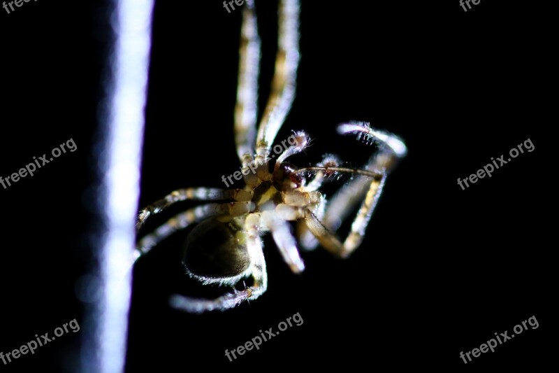 Spider Insect Macro Animal Nature