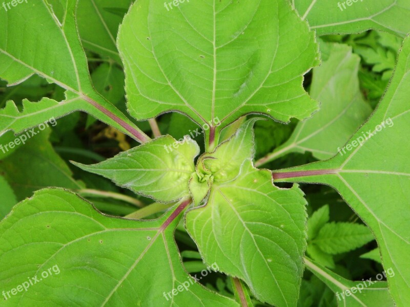 Plant Green Sheet Plant Plant Approach Leaves Green Leaf