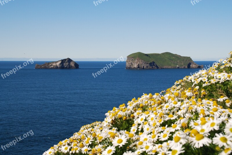 Iceland Flowers Margaritas Free Photos