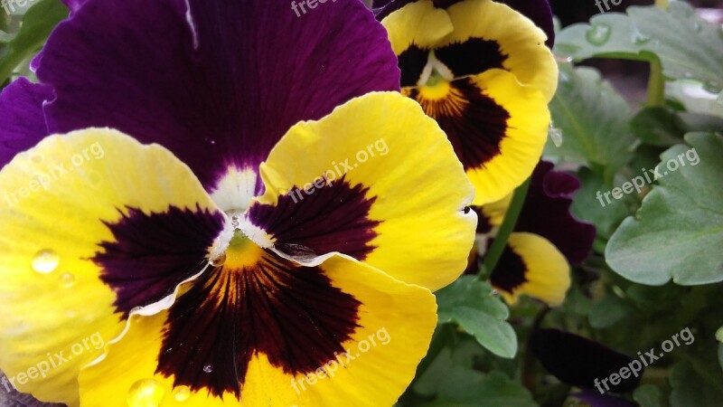 Pansies Pansy Viola X Vittrockiana Viola Two Year Plant