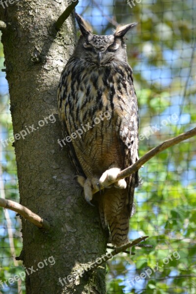 Animal Raptor Falconry Bird Of Prey Owl