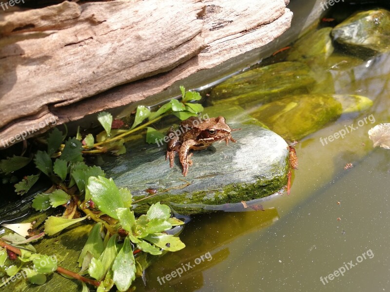 Frog Nature Animal Frog Pond Frogs