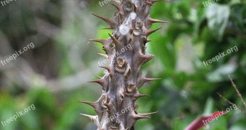 Thorns Prickly Acute Nature Free Photos