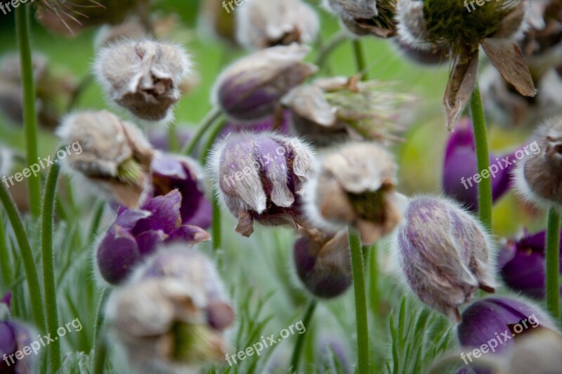 Pulsatilla Flora Flower Grass Spring