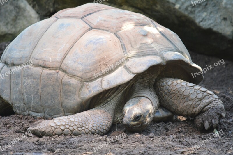 Turtle Animal Slowly Giant Tortoise Reptile