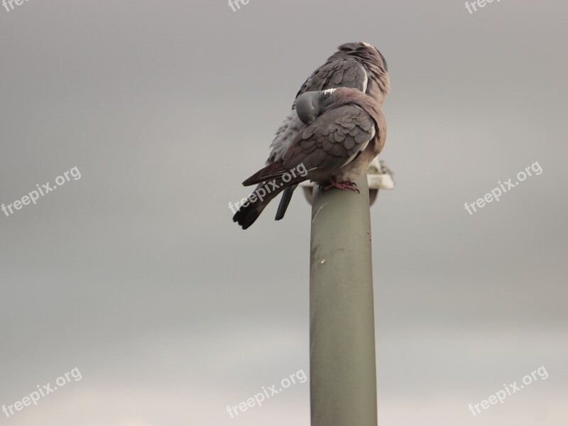 Pigeons Birds City Pigeon Free Photos