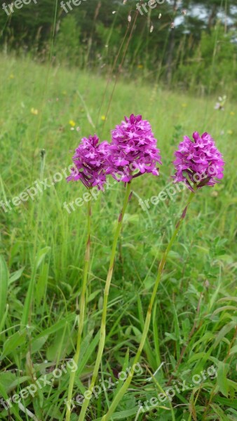 Pyramidenwurz German Orchid Beautiful Three Group Pink-red