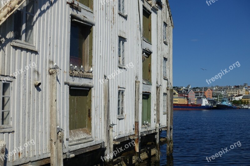 Coast Seagull Nesting Old Fisherman House Kristiansund