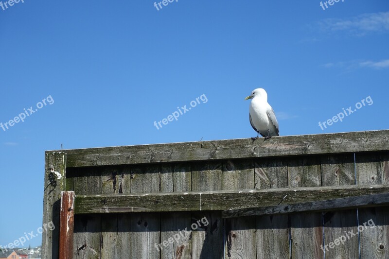 Seagull Coast Harbor Tourism Kristiansund