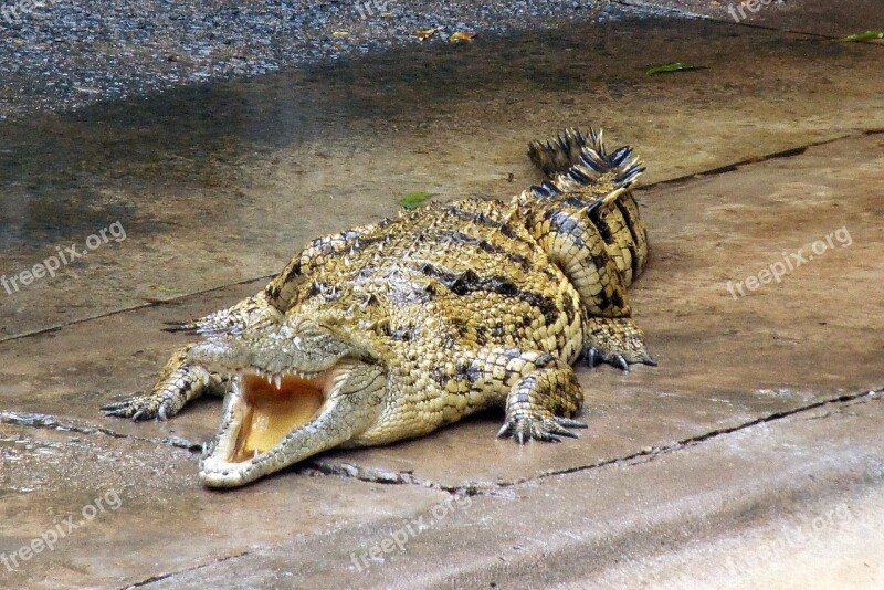 Crocodile Animal Nature Gad Free Photos