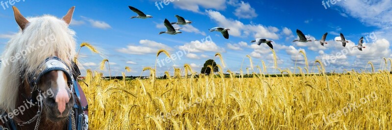 Nature Landscape Field Sky Wheat