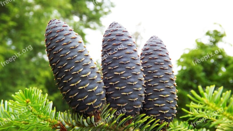 Needle Larch Cones Green Sprig Nature